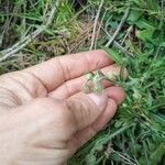 Crepis foetida Цветок