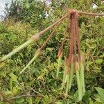 Pelargonium multibracteatum Fruit