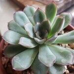 Echeveria pulidonisLeht