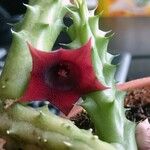 Huernia macrocarpa Žiedas