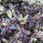 Pittosporum tenuifolium Leaf