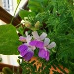 Collinsia bartsiifolia Flower