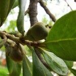 Planchonella cinerea Fruit