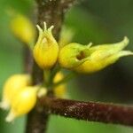Besleria insolita Flower