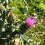 Carduus carpetanus Flower