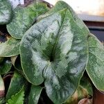 Asarum maximum Blad