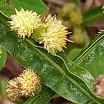 Baccharis trimera Цветок