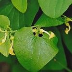 Aristolochia clematitis 花