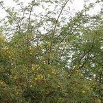 Vachellia nilotica Flor