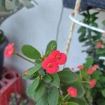 Euphorbia miliiЦветок