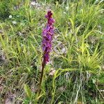 Orchis spitzelii Bloem