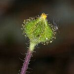 Hemizonella minima Flower