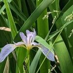 Iris virginica Virág