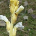 Orobanche nana Кара