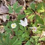 Anemone nemorosa Flower