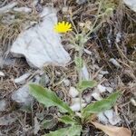 Hieracium amplexicaule Habitus