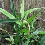 Pteris cretica Blad