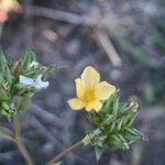 Linum strictum Blüte