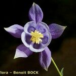 Aquilegia viscosa Квітка