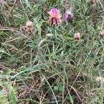 Centaurea nigra Blatt