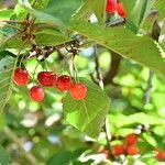 Prunus avium Frucht