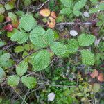 Rubus echinatus Leaf