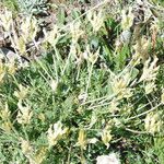 Oxytropis campestris Libunga