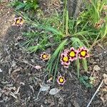 Sparaxis tricolor Blüte