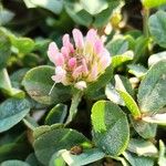 Trifolium fragiferum ᱵᱟᱦᱟ
