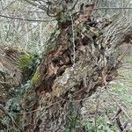 Salix discolor Bark