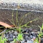 Cyperus subsquarrosus 整株植物