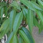 Ficus binnendykii Leaf