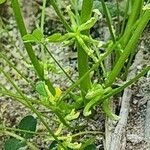 Trigonella stellata Fruit