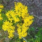 Senecio ampullaceus Кветка