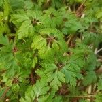 Geranium robertianum Feuille