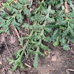 Lepidium coronopus Leaf