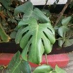 Monstera deliciosaLeaf