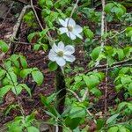 Cornus nuttalliiFloro