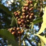 Searsia gueinzii Fruit