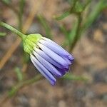 Brachyscome iberidifolia Fleur