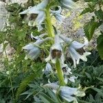 Delphinium montanum 花