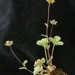 Potentilla argyrophylla Natur