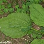 Plantago major Blad