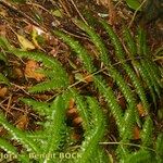 Pteris incompleta Други