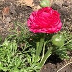 Ranunculus asiaticus Çiçek