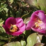 Paeonia corsica Flower