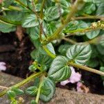 Diascia rigescens List