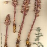 Orobanche artemisiae-campestris Іншае