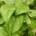 Calycanthus floridus Blatt