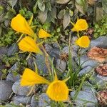 Narcissus bulbocodium പുഷ്പം